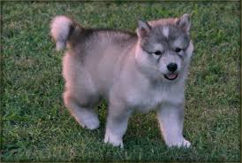 Super Cute Wolf Dog Puppy Img 2904 Picnik Wolf Dog Puppy Wolf Dog Puppies