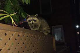 Yes, in fact many people hear raccoon noises at night due to their nocturnal habits. Raccoons In The Backyard Toronto Canada Steemit