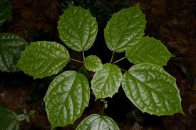 Image result for Clerodendrum capitatum