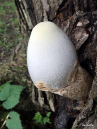 Image result for Volusia amboinensis