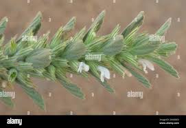 Image result for Leucas neuflizeana