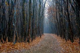 12 Of The Most Mysterious Forests In The World Scary Places Hoia Baciu Forest Mysterious Places