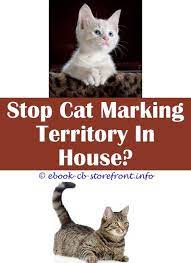 14 Divine How To Stop Cat Spraying On Front Door Cat Spray Cat Repellant Cat Pee