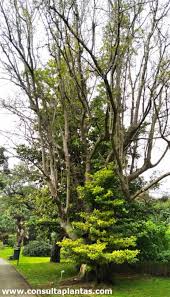 Image result for Ocotea