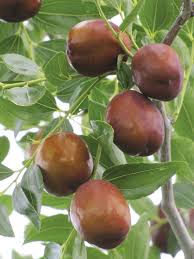 The fruit is adversely affected in wetter climates along with the plant becoming prone to root decay. Nmsu Fruits And Nuts For New Mexico Orchards