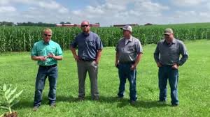 Late Season Corn Fungicide...