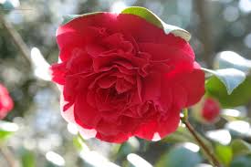 Camellia Japonica Kramer S Supreme Planten Rode Bloemen Struiken