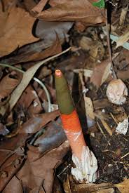 Image result for Mutinus elegans