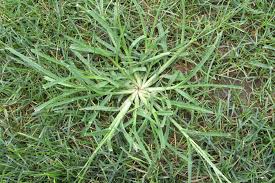 To the casual observer, all grass may look the same but look again. How To Treat Crabgrass