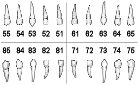 Universal Tooth Numbering System Chart Tooth Numbers Canada