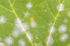 ヒメウツギの育て方 剪定や植え替えの時期や方法は Horti ホルティ By Greensnap