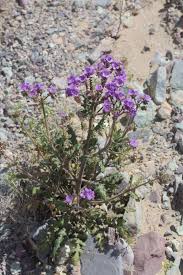 Image result for Toddalia crenulata