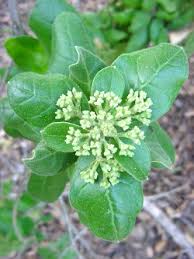 Image result for Nuxia congesta