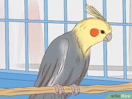 The cockatiel bird has easily become one of the most loved pets around the world! How To Buy A Pet Cockatiel 11 Steps With Pictures Wikihow