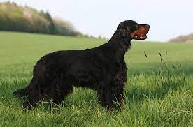 Many gordon setter dog breeders with puppies for sale also offer a health guarantee. What Is A Gordon Setter Dog