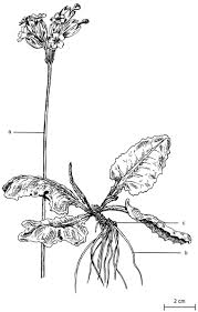 It is important to know that each is adapted for insect pollination or wind pollination insect pollinated the pollen is sticky so it will catch on to the insect. Biological Flora Of The British Isles Primula Veris L Brys 2009 Journal Of Ecology Wiley Online Library