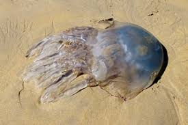 wales beaches jellyfish guide