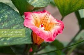 Image result for Stictocardia