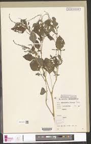 Image result for Hugonia platysepala