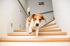 How to exercise a dog. 5 Creative Ways To Exercise Your Dog Without Going On A Walk Animal Wellness Magazine