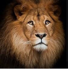أسد حزين Lion Animals Animals Beautiful