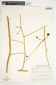 Image result for Ritchiea capparoides