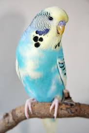 Types Of Birds You Can Have As Pets Impressive Pet Birds Names Marvelous Budgies Budgies Bird Pet Birds