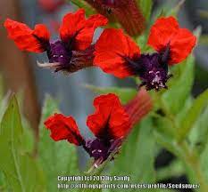 Photo Of The Bloom Of Bat Face Cuphea Cuphea Llavea Posted By Seedsower All Things Plants Unusual Flowers Plants Garden Hedges