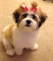 We did not find results for: 57 Teddy Bear Puppies Ideas Teddy Bear Puppies Puppies Mini Teddy Bears