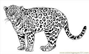 Since they are relatively new to this world, and so are exceedingly curious and perceptive, they consider each fresh hue and color to be exquisite and remarkable, unlike us, who have learned to consider all the colors in the world for granted, and do not even appear twice at any fresh color as such, believing it. Lion Tiger Coloring Page 26 Coloring Page For Kids Free Jaguar Printable Coloring Pages Online For Kids Coloringpages101 Com Coloring Pages For Kids