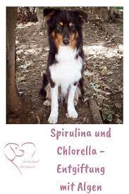 spirulina und chlorella entgiftung mit algen herzenshund kerngesund hunde gesunde hunde hundegesundheit