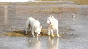 Check spelling or type a new query. Akc White German Shepherds For Sale In Appleton Wisconsin Classified Americanlisted Com