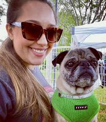 We have had many hard luck dogs pass through our doors but Louie has to be  one of the pugs that has suffered through the most misfortune. His story  started with us