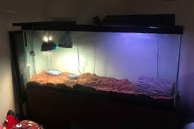What Is The Perfect Enclosure Size For The Box Turtle The Turtle Hub