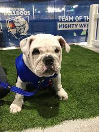 Get the best deals on western bulldogs trading cards. Hail Caesar Western Bulldogs Puppy King The Courier Ballarat Vic