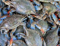Maryland Blue Crabs Whats In A Name