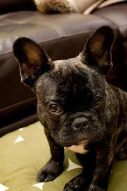 Brindle Black And Brown French Bulldog Rocco French Bulldog 2 Brindle French Bulldog French Bulldog Bulldog