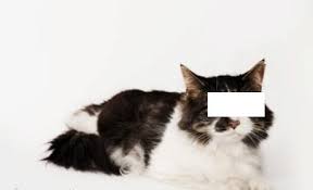 We did not find results for: Apakah Kotoran Kucing Najis Konsultasi Agama Dan Tanya Jawab Pendidikan Islam