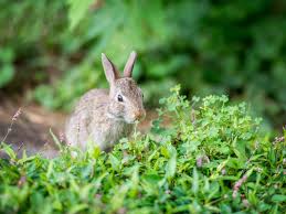 You'll notice several popular spring bulbs didn't make the cut. Plants Rabbits Will Not Eat