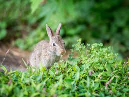 Wild rabbits mostly eat dandelions in summer. Plants Rabbits Will Not Eat