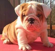 This test will tell you more about your specific puppy and how you can provide the best environment for them! English Bulldog For Sale English Bulldog Puppy For Sale Dav Pet Lovers