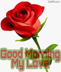 Check spelling or type a new query. 55 Good Morning Rose Flowers Images Pictures With Romantic Red Roses