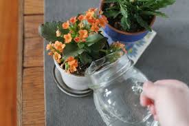 How To Care For A Calandiva Plant Hunker Plants Kalanchoe Blossfeldiana Indoor Plant Care