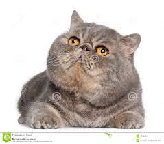 2 094 Exotic Shorthair Cat Photos Free Royalty Free Stock Photos From Dreamstime