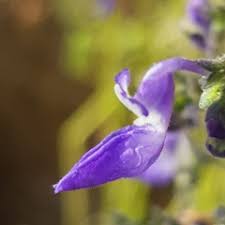 Image result for Coleus hereroensis