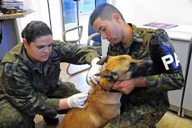 Resultado de imagem para Diam da medicina veterinaria do exÃ©rcito