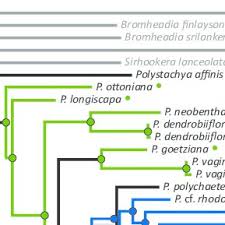 Image result for Polystachya bifida