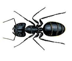 Whether you have a simple or difficult carpenter ant infestation on your hands, it is important to initiate a complete carpenter ant control and management method before it progresses to something more serious. Ant Pest Control Services Rentokil Canada