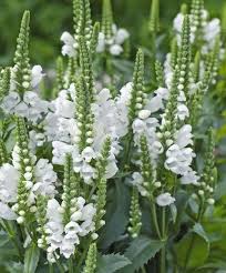Obedient Plant Crystal Peak Winter Hardy Perennial To Zone 2 Physostegia Virginiana White Plants Flowers Perennials White Flowers