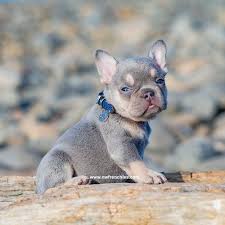 Browse thru our id verified puppy for sale listings to find your perfect puppy in your area. Tan Points French Bulldog Nw Frenchies French Bulldog Puppies White French Bulldog Puppies Blue French Bulldog Puppies